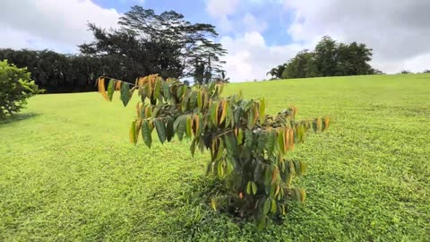 Check Out My Organic Fruit Orchard!