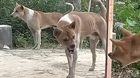 Angry dogs vs mirror reaction | funny dogs fighting mirror Amazing mirror reactions on dog