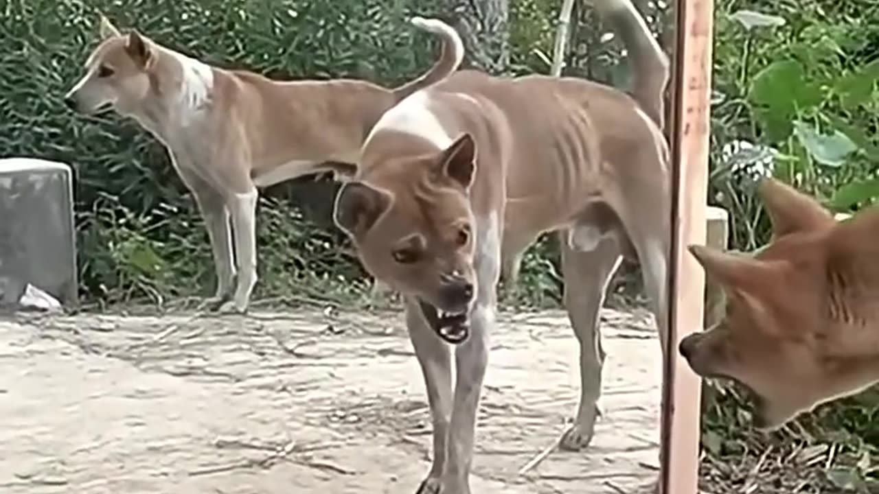 Angry dogs vs mirror reaction | funny dogs fighting mirror Amazing mirror reactions on dog