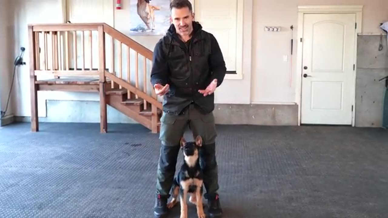 Transform your puppy's behavior with lesson Two