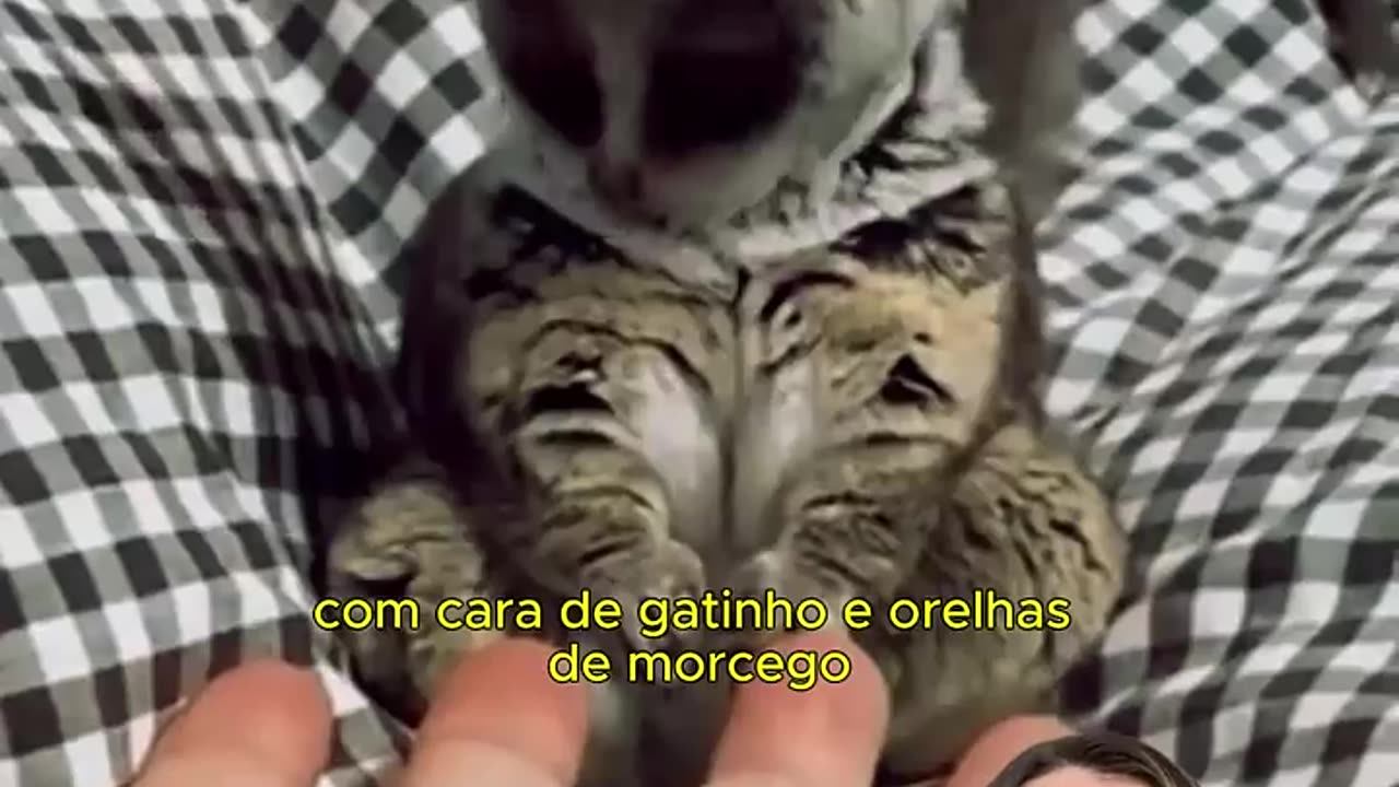 Fofura