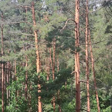 Morning Forest Storm – Nature’s Wake-Up Call