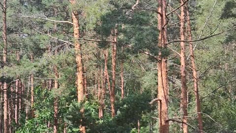 Morning Forest Storm – Nature’s Wake-Up Call