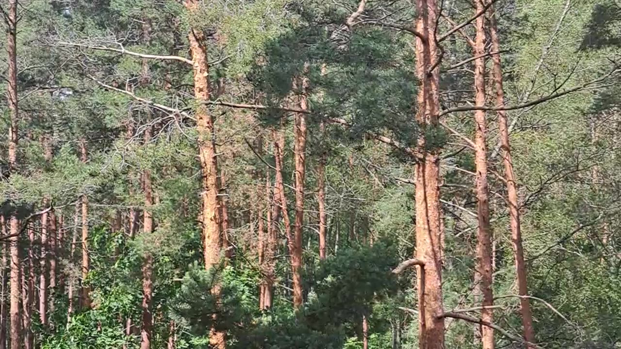 Morning Forest Storm – Nature’s Wake-Up Call