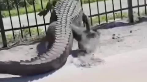 This Hungry Alligator Was Determined To Eat 🐊