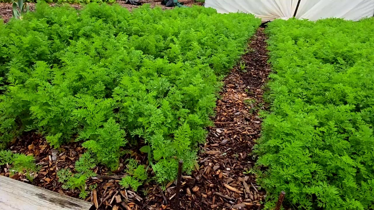 Farmers' Market Update & What's Growing 5-21-25