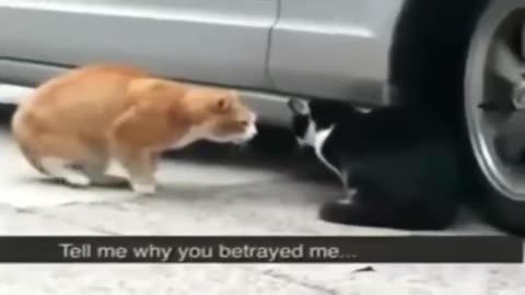 Damn Street Cats - All That Noise Late At Night - Territory War