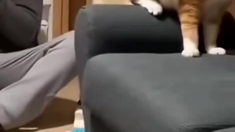 The cat's reaction🤣🤣🤣🤣