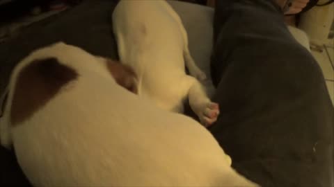 Battling Jack Russell Puppies