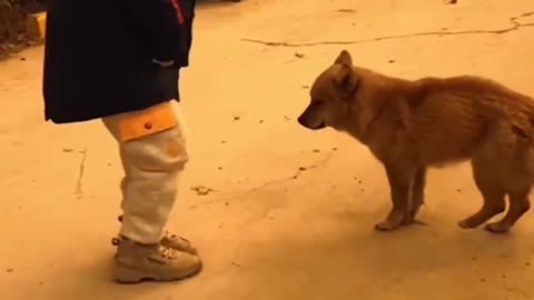 Kitty Fails & Fun | Viral Vibes 🐾😂