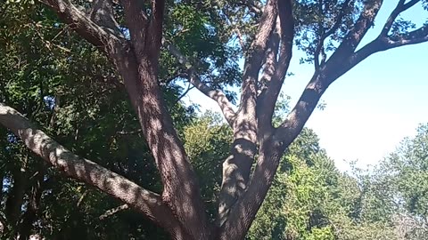 Cicada sounds frequency