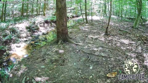 CamoCritter Critter Cam Live Stream