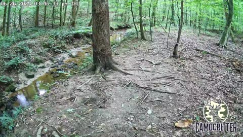 CamoCritter Critter Cam Live Stream