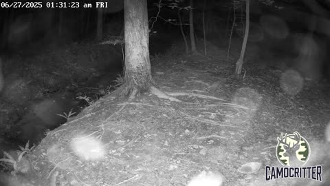 CamoCritter Critter Cam Live Stream