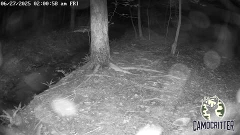 CamoCritter Critter Cam Live Stream