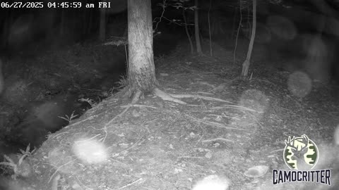 CamoCritter Critter Cam Live Stream