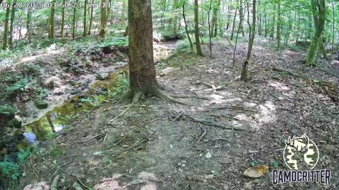 CamoCritter Critter Cam Live Stream
