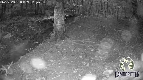 CamoCritter Critter Cam Live Stream