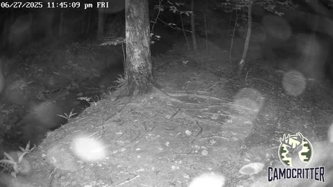 CamoCritter Critter Cam Live Stream