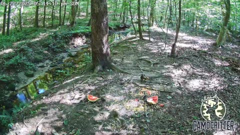 CamoCritter Critter Cam Live Stream