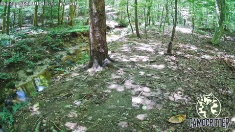 CamoCritter Critter Cam Live Stream