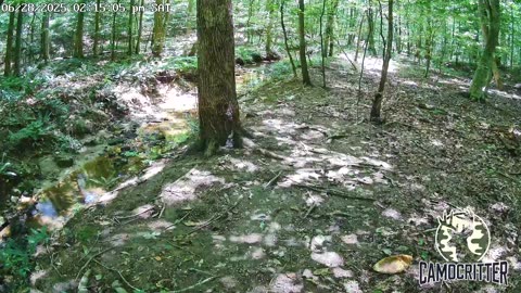 CamoCritter Critter Cam Live Stream
