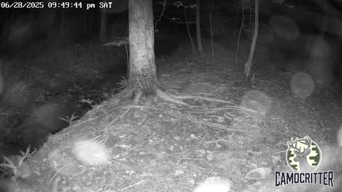 CamoCritter Critter Cam Live Stream