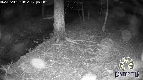 CamoCritter Critter Cam Live Stream
