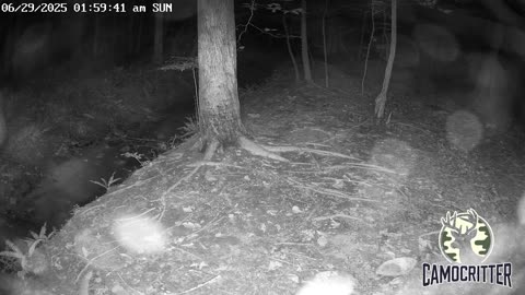 CamoCritter Critter Cam Live Stream