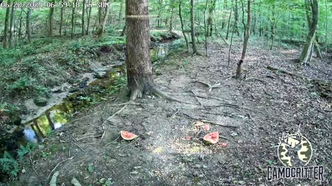 CamoCritter Critter Cam Live Stream