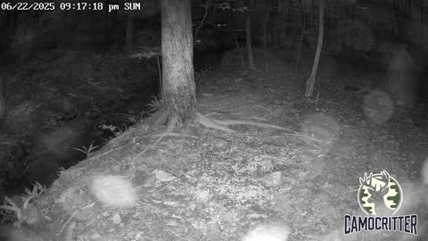 CamoCritter Critter Cam Live Stream