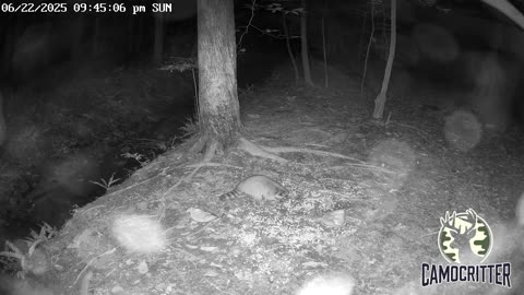 CamoCritter Critter Cam Live Stream