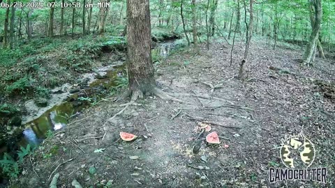 CamoCritter Critter Cam Live Stream