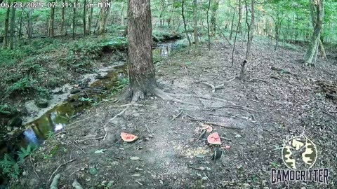 CamoCritter Critter Cam Live Stream