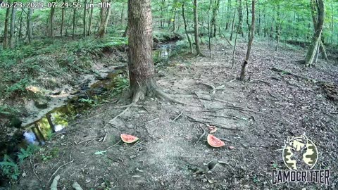 CamoCritter Critter Cam Live Stream
