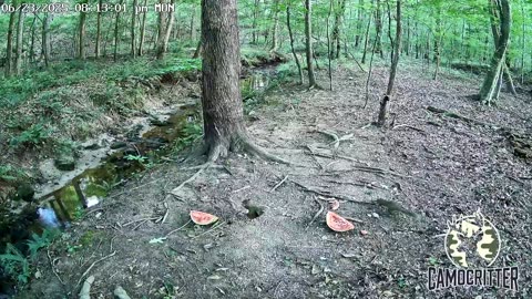 CamoCritter Critter Cam Live Stream