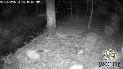 CamoCritter Critter Cam Live Stream