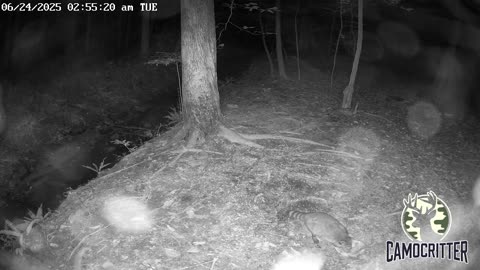 CamoCritter Critter Cam Live Stream