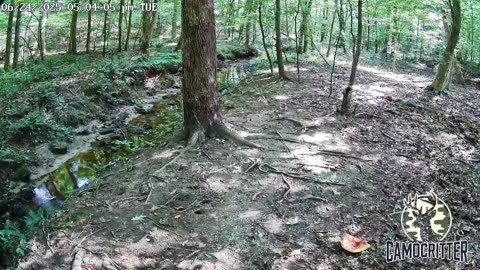 CamoCritter Critter Cam Live Stream