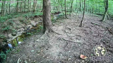 CamoCritter Critter Cam Live Stream