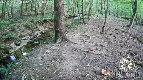 CamoCritter Critter Cam Live Stream