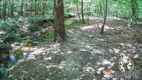 CamoCritter Critter Cam Live Stream