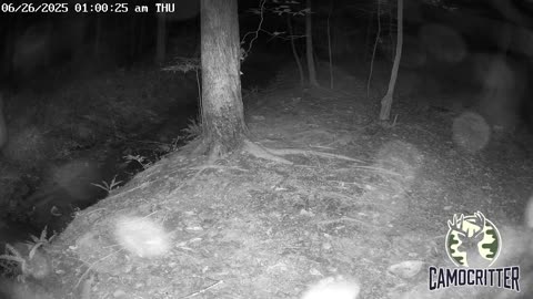 CamoCritter Critter Cam Live Stream