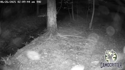 CamoCritter Critter Cam Live Stream