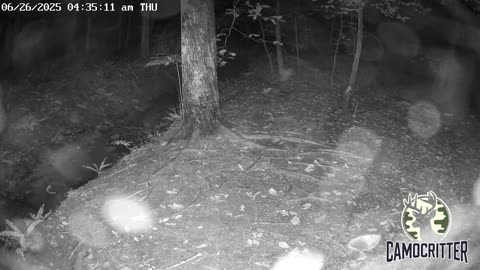 CamoCritter Critter Cam Live Stream