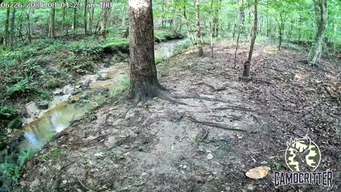 CamoCritter Critter Cam Live Stream