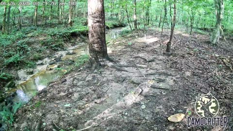 CamoCritter Critter Cam Live Stream