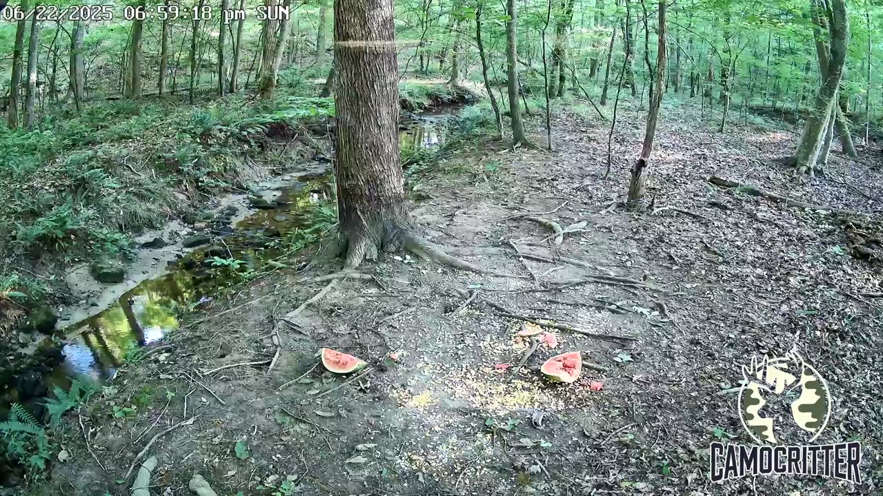 CamoCritter Critter Cam Live Stream