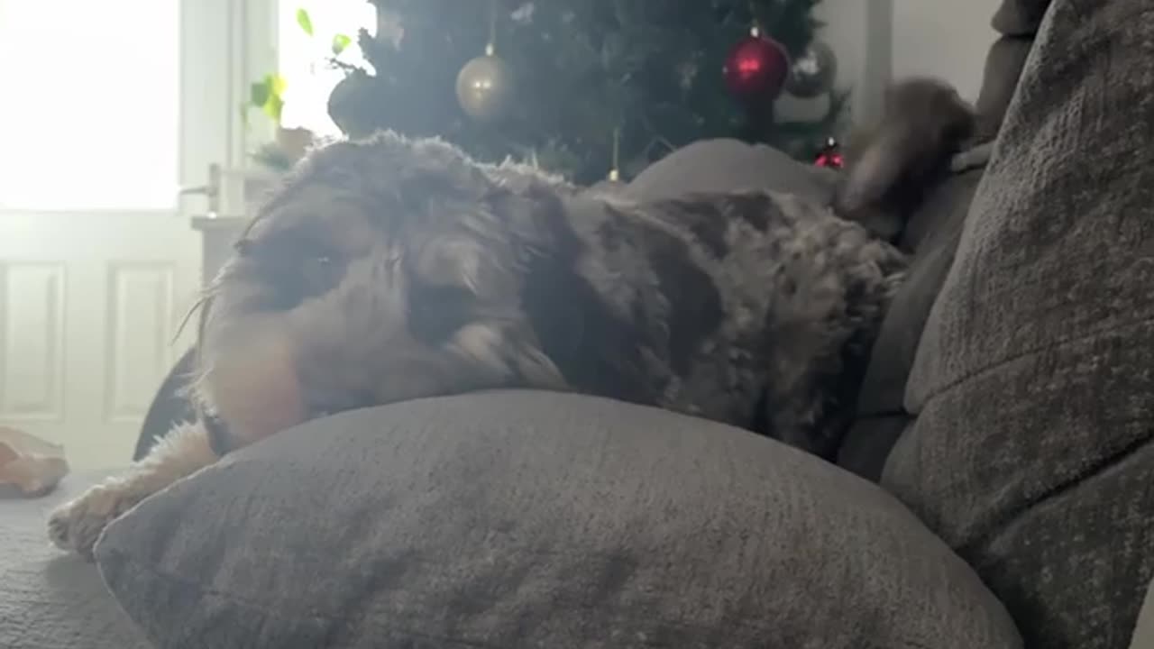 Cockapoo Doesn't Trust That Nugget