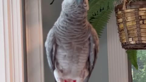 parrot will make you laugh till you cry! 😂